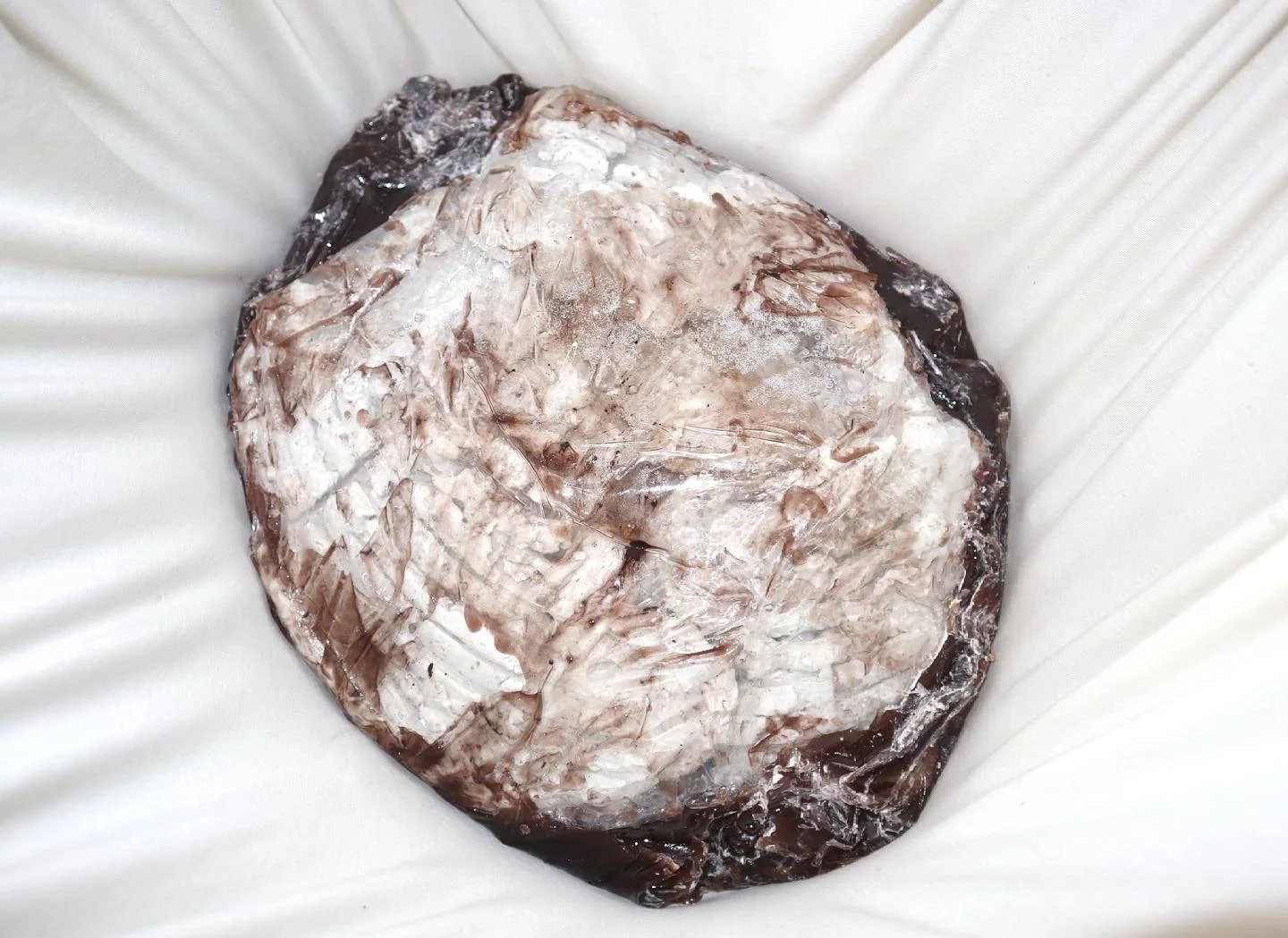 ［入手困難］ PLACENTA／CONDEMNED Placenta Condicionada — Maria Máximo